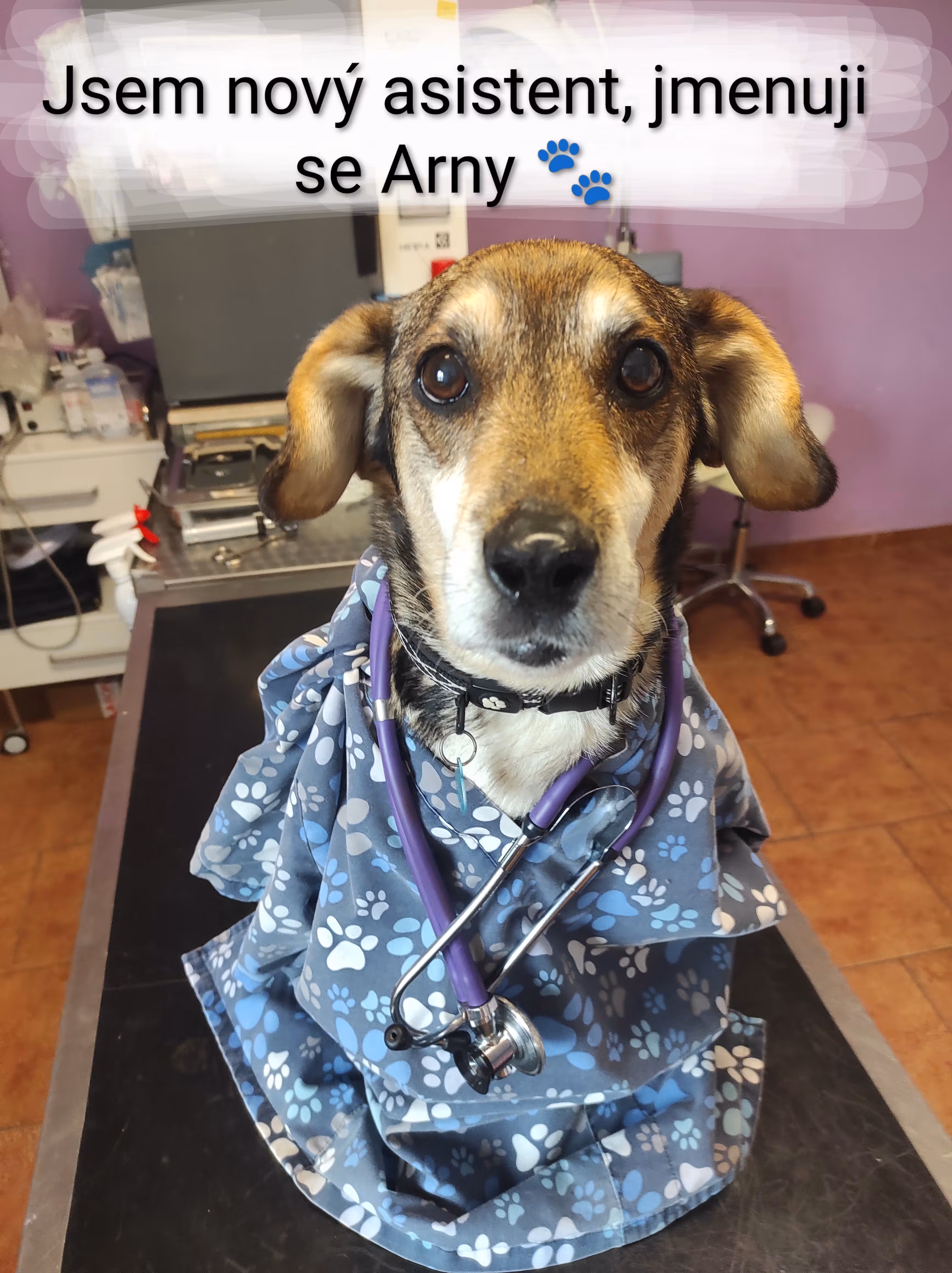 Adoptovaný pejsek doktorky Warcholové