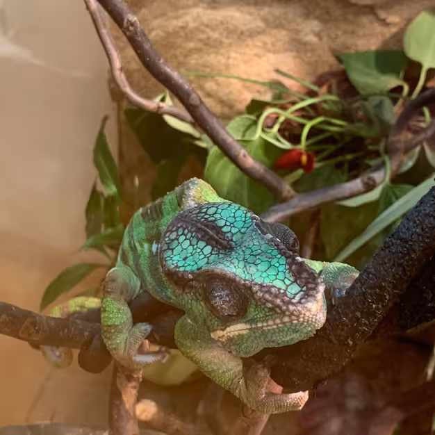 Chameleon